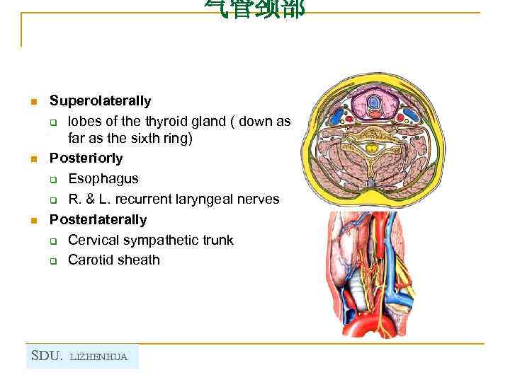 气管颈部 n n n Superolaterally q lobes of the thyroid gland ( down as