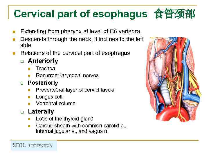 Cervical part of esophagus 食管颈部 n n n Extending from pharynx at level of