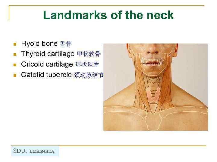 Landmarks of the neck n n Hyoid bone 舌骨 Thyroid cartilage 甲状软骨 Cricoid cartilage
