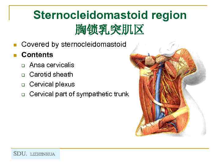 Sternocleidomastoid region 胸锁乳突肌区 n n Covered by sternocleidomastoid Contents q q SDU. Ansa cervicalis
