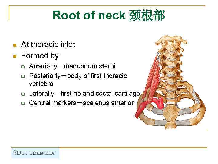 Root of neck 颈根部 n n At thoracic inlet Formed by q q SDU.