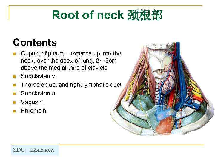Root of neck 颈根部 Contents n n n Cupula of pleura－extends up into the