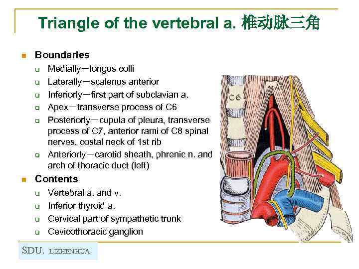 Triangle of the vertebral a. 椎动脉三角 n Boundaries q q q n Medially－longus colli