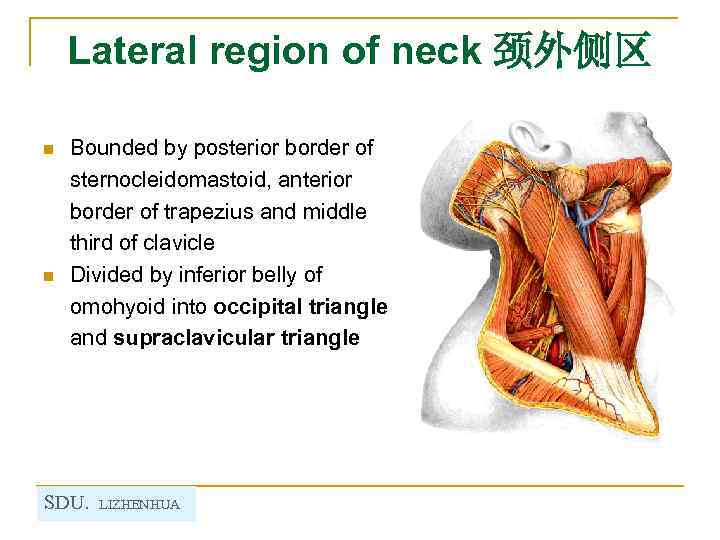Lateral region of neck 颈外侧区 n n Bounded by posterior border of sternocleidomastoid, anterior