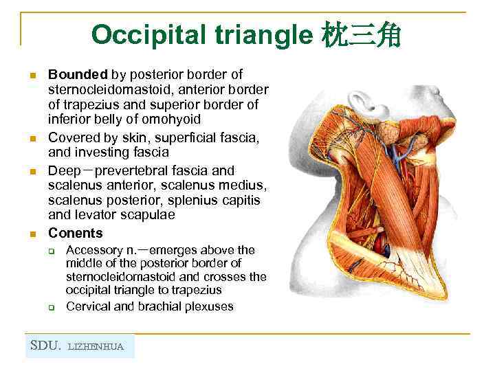 Occipital triangle 枕三角 n n Bounded by posterior border of sternocleidomastoid, anterior border of