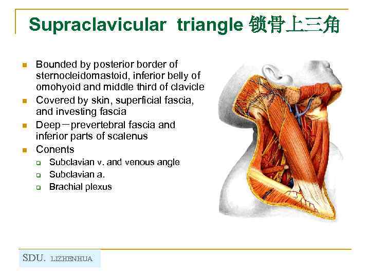 Supraclavicular triangle 锁骨上三角 n n Bounded by posterior border of sternocleidomastoid, inferior belly of