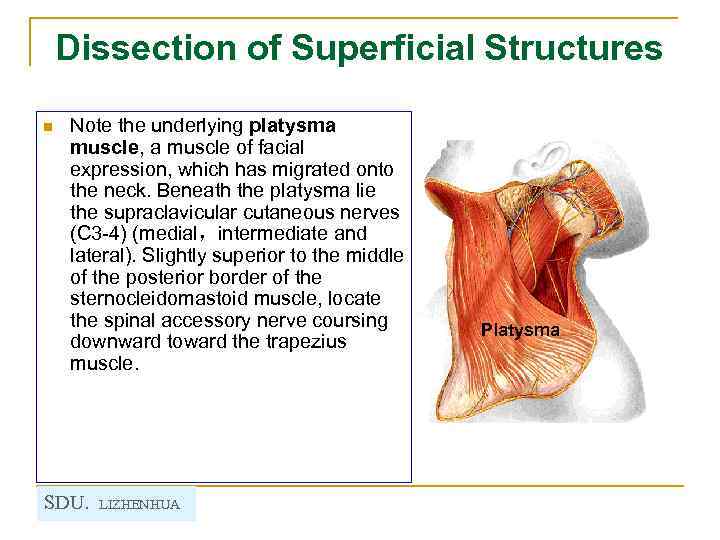Dissection of Superficial Structures n Note the underlying platysma muscle, a muscle of facial