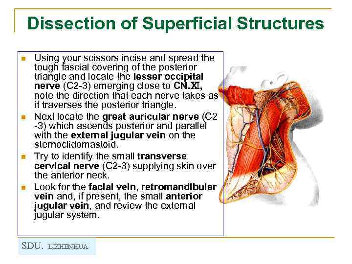 Dissection of Superficial Structures n n Using your scissors incise and spread the tough