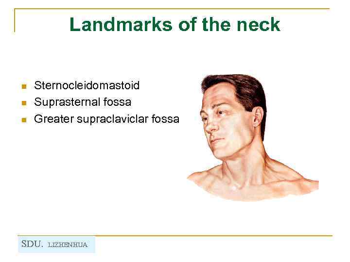 Landmarks of the neck n n n Sternocleidomastoid Suprasternal fossa Greater supraclaviclar fossa SDU.