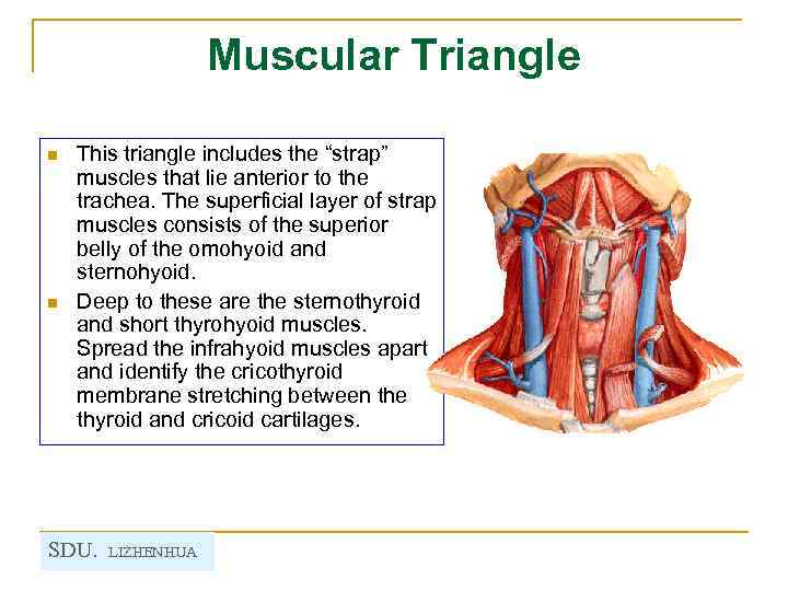 Muscular Triangle n n This triangle includes the “strap” muscles that lie anterior to
