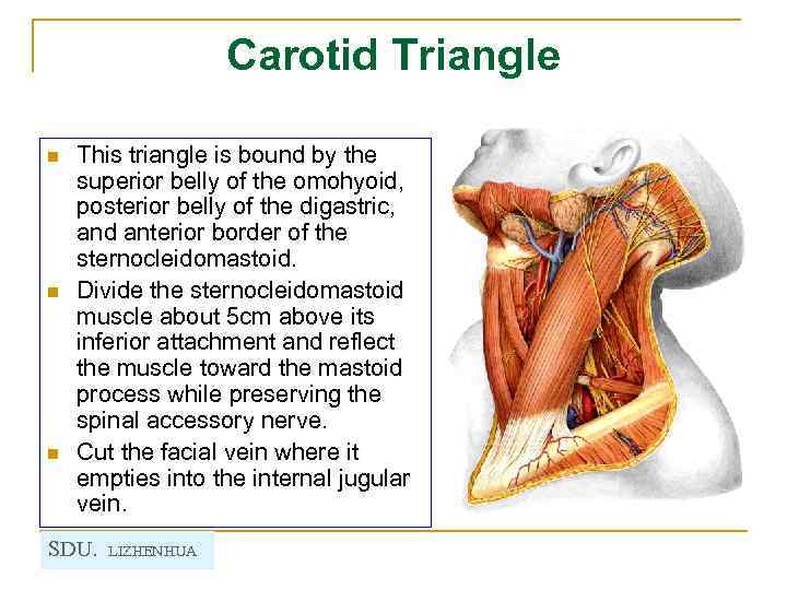 Carotid Triangle n n n This triangle is bound by the superior belly of