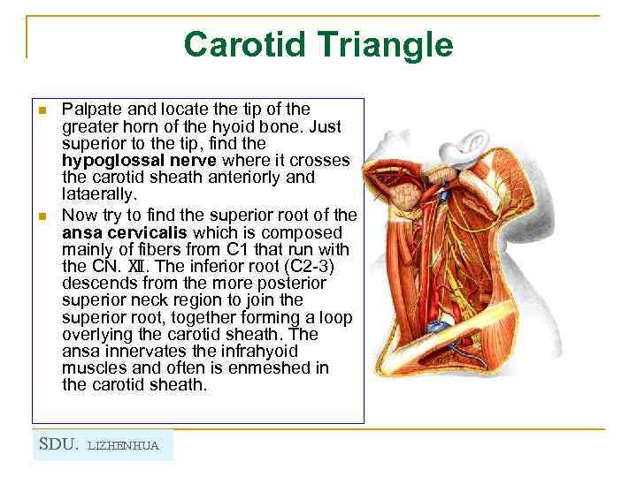Carotid Triangle n n Palpate and locate the tip of the greater horn of