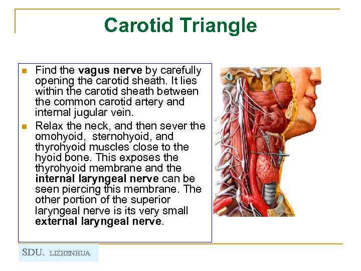 Carotid Triangle n n Find the vagus nerve by carefully opening the carotid sheath.
