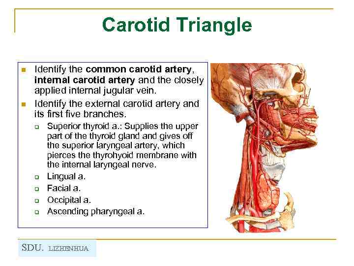 Carotid Triangle n n Identify the common carotid artery, internal carotid artery and the
