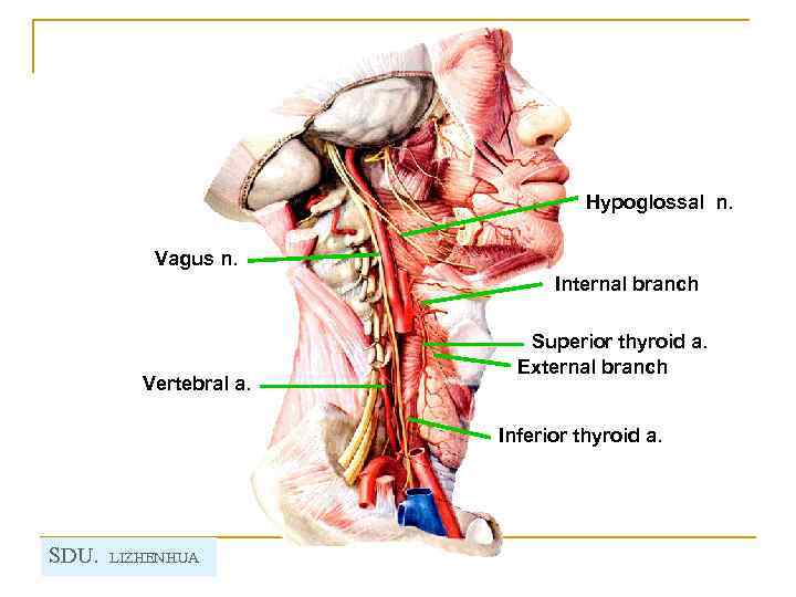 Hypoglossal n. Vagus n. Internal branch Vertebral a. Superior thyroid a. External branch Inferior