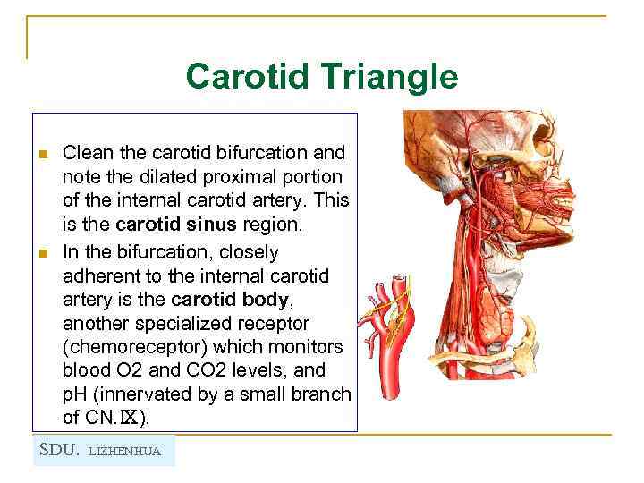 Carotid Triangle n n Clean the carotid bifurcation and note the dilated proximal portion