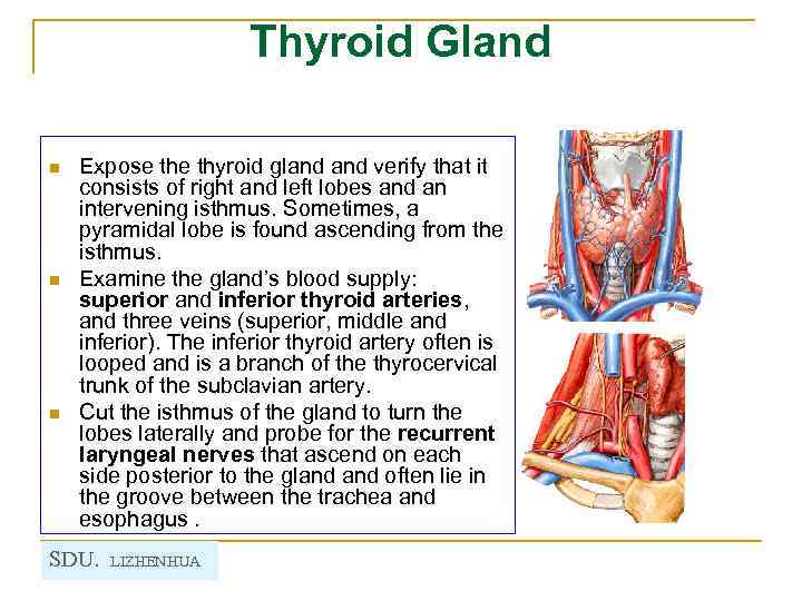 Thyroid Gland n n n Expose thyroid gland verify that it consists of right