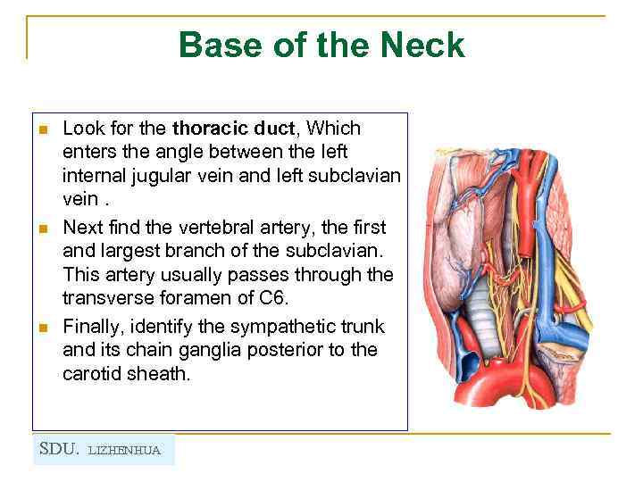 Base of the Neck n n n Look for the thoracic duct, Which enters