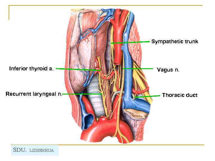 Sympathetic trunk Inferior thyroid a. Recurrent laryngeal n. SDU. LIZHENHUA Vagus n. Thoracic duct