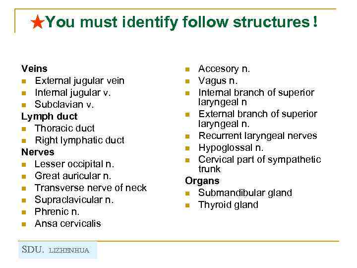 ★You must identify follow structures！ Veins n External jugular vein n Internal jugular v.