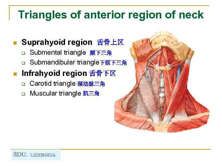 Triangles of anterior region of neck n Suprahyoid region 舌骨上区 q q n Submental