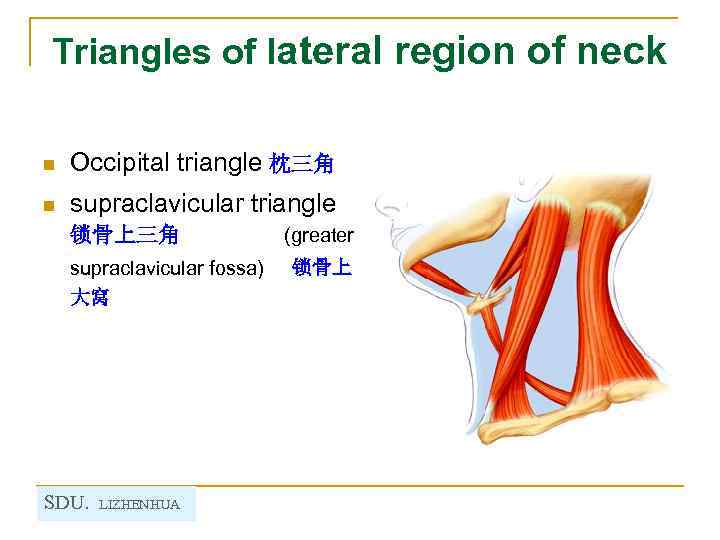 Triangles of lateral region of neck n Occipital triangle 枕三角 n supraclavicular triangle 锁骨上三角
