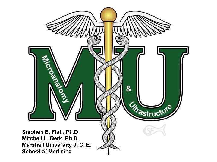 Stephen E. Fish, Ph. D. Mitchell L. Berk, Ph. D. Marshall University J. C.