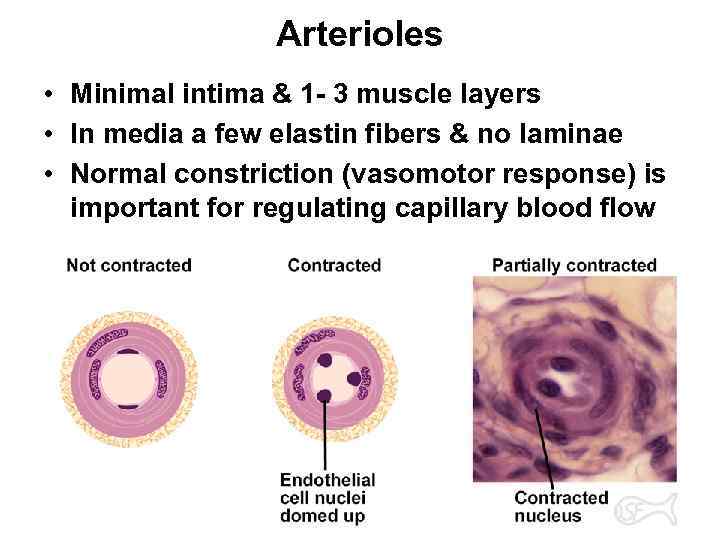 Arterioles • Minimal intima & 1 - 3 muscle layers • In media a
