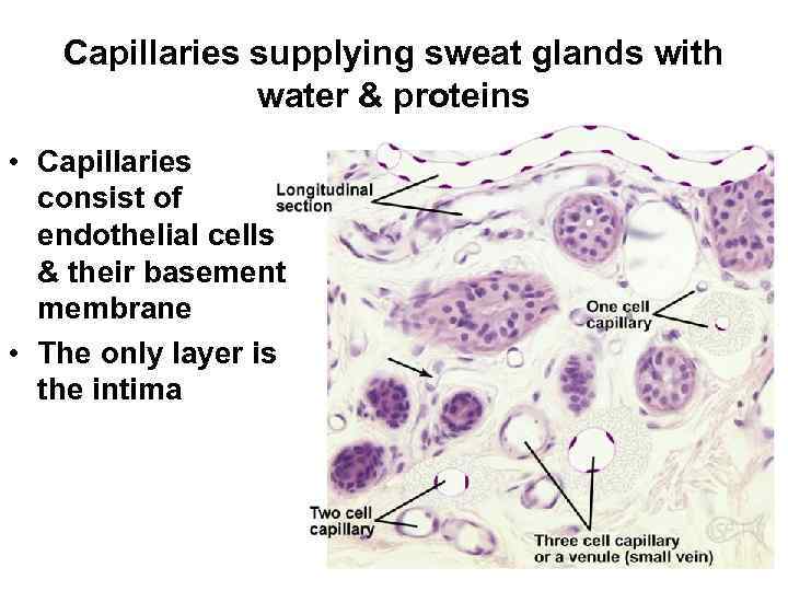 Capillaries supplying sweat glands with water & proteins • Capillaries consist of endothelial cells