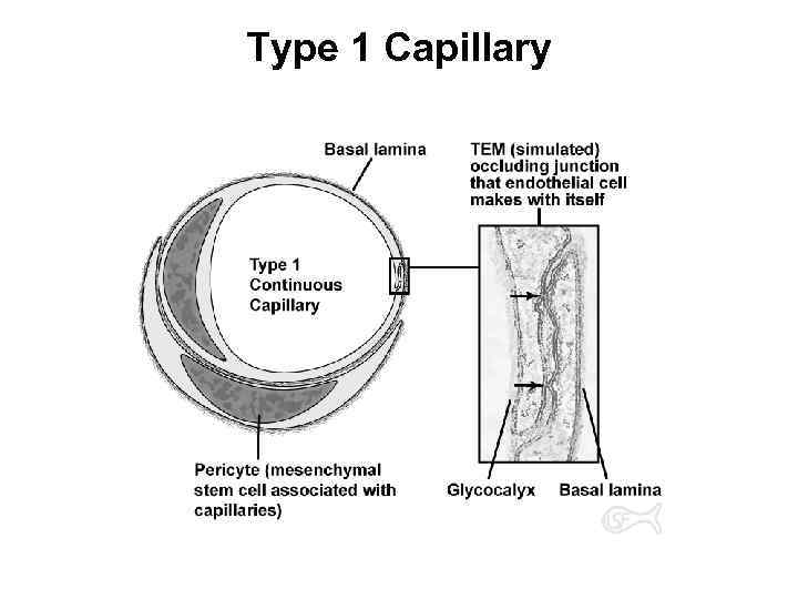Type 1 Capillary 