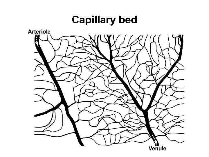 Capillary bed 