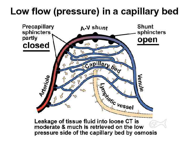 Low flow (pressure) in a capillary bed 