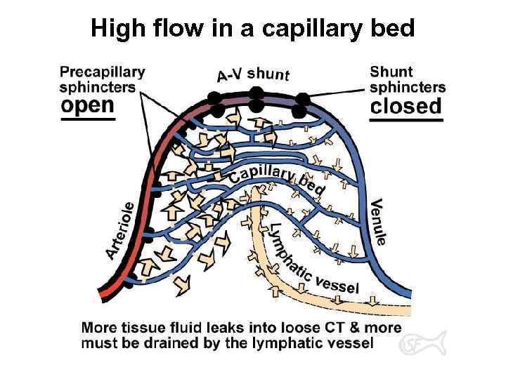 High flow in a capillary bed 