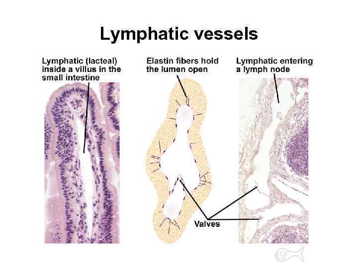 Lymphatic vessels 