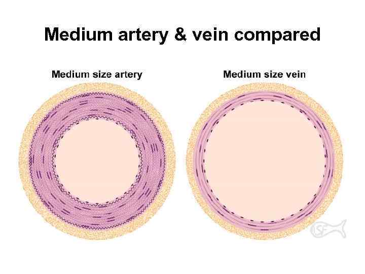 Medium artery & vein compared 