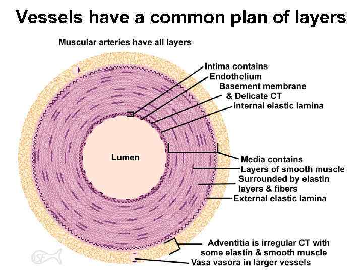 Vessels have a common plan of layers 