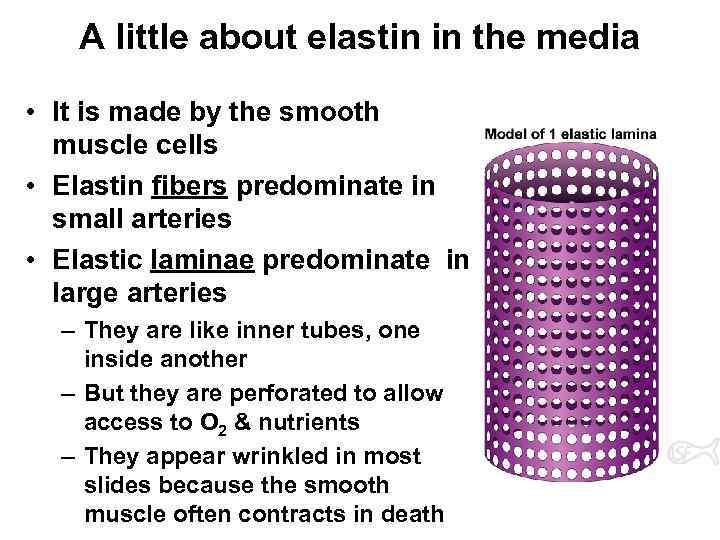 A little about elastin in the media • It is made by the smooth
