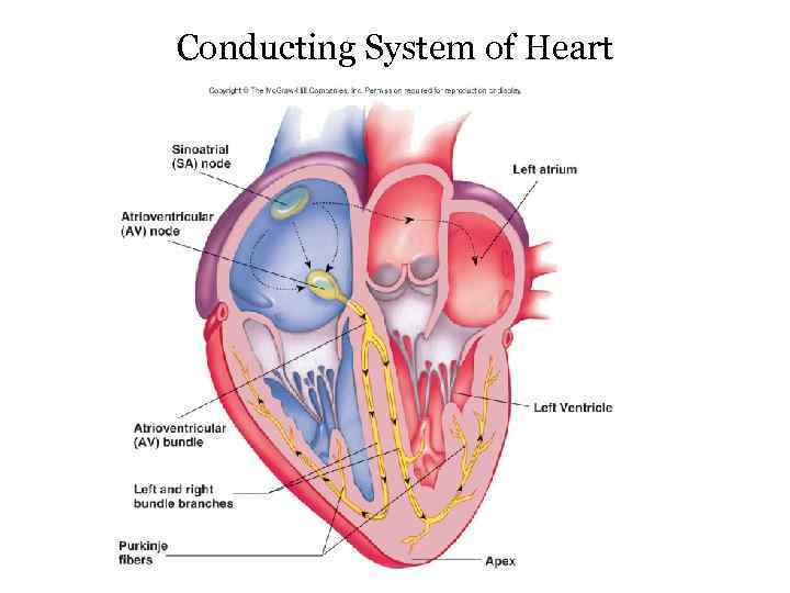 Conducting System of Heart 