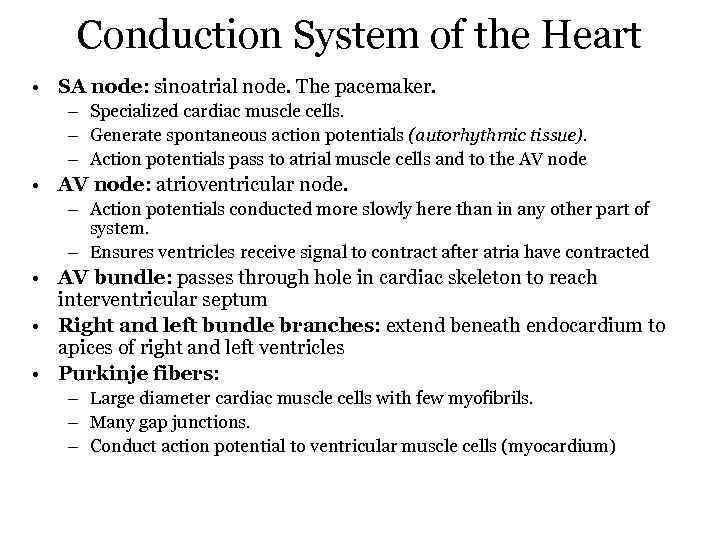 Conduction System of the Heart • SA node: sinoatrial node. The pacemaker. – Specialized