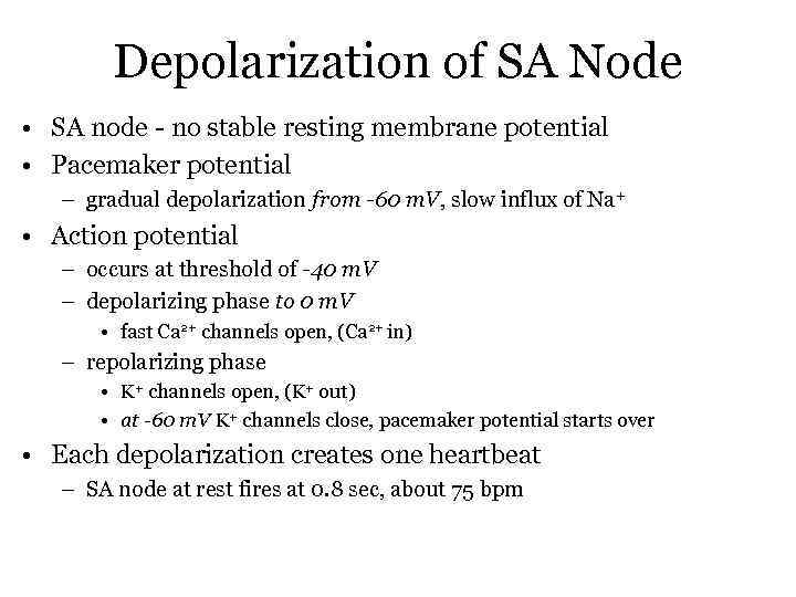 Depolarization of SA Node • SA node - no stable resting membrane potential •