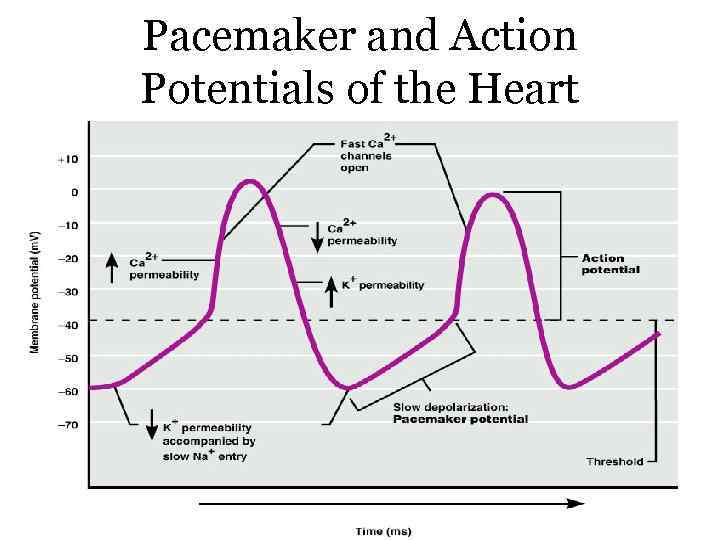 Pacemaker and Action Potentials of the Heart 