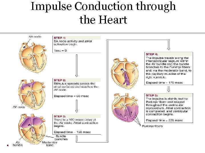 Impulse Conduction through the Heart 