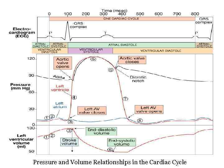 Pressure and Volume Relationships in the Cardiac Cycle 