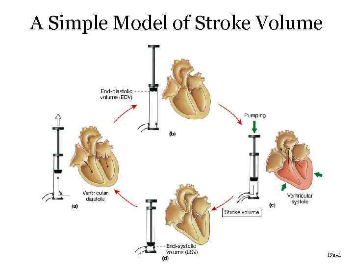 A Simple Model of Stroke Volume Figure 20. 19 a-d 