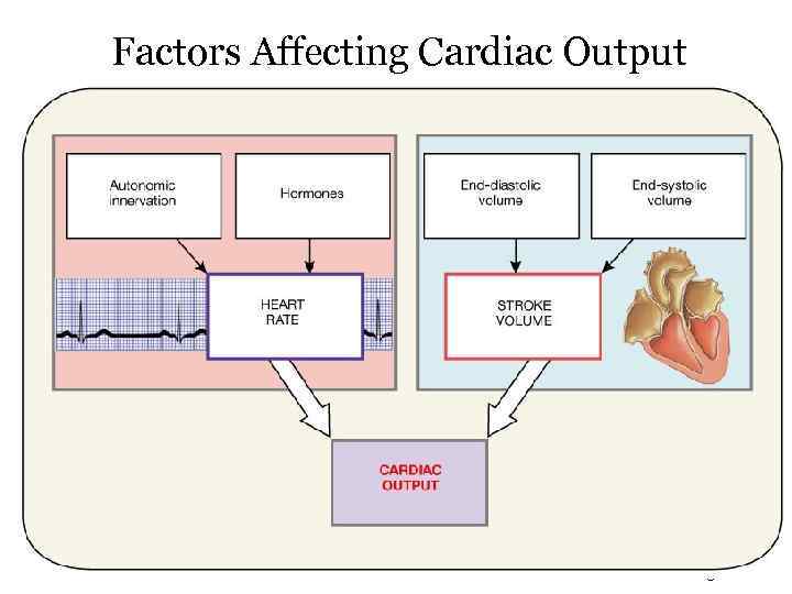 Factors Affecting Cardiac Output Figure 20. 20 