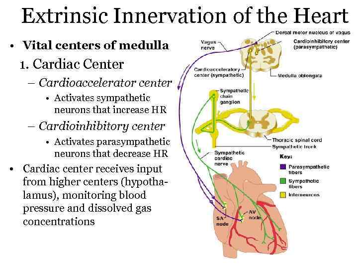 Extrinsic Innervation of the Heart • Vital centers of medulla 1. Cardiac Center –