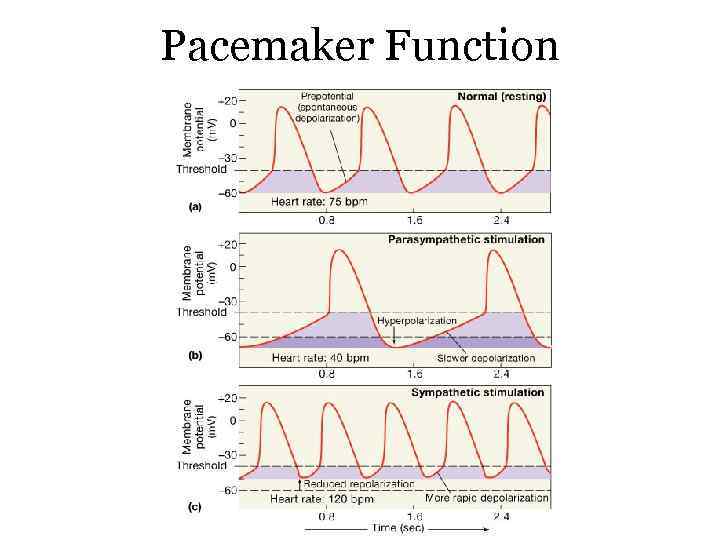 Pacemaker Function 