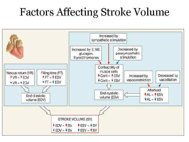 Factors Affecting Stroke Volume 