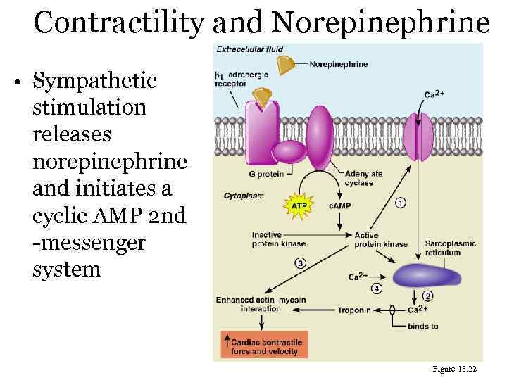 Contractility and Norepinephrine • Sympathetic stimulation releases norepinephrine and initiates a cyclic AMP 2