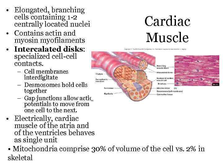  • Elongated, branching cells containing 1 -2 centrally located nuclei • Contains actin